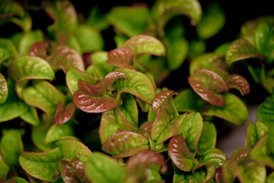 Leucothoe en épi Leucothoe axillaris 'Curly Red' arbuste 20-25 C2 Leucothoe axillaris 'Curly Red' arbuste 20-25 cm