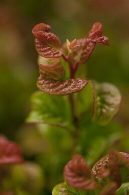 Leucothoe en épi Leucothoe axillaris 'Curly Red' arbuste 20-25 C2 Leucothoe axillaris 'Curly Red' arbuste 20-25 cm