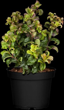 Leucothoe en épi Leucothoe axillaris 'Curly Red' arbuste 30-35 C5 Leucothoe axillaris 'Curly Red' arbuste 30-35 cm