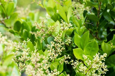 Troène du japon Ligustrum japonicum 'Texanum' arbuste 30-40 C3 Ligustrum japonicum 'Texanum' arbuste 30-40 cm
