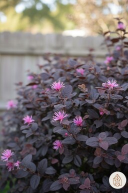 Loropetalum chinense 'Fire Dance' arbuste 25-30 cm
