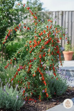 Lycium barbarum arbuste 40-50 cm