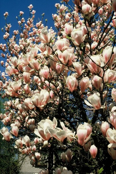 Magnolia soulangeana arbuste 50-80 cm