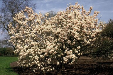 Magnolia soulangeana arbuste 50-80 cm