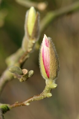 Magnolia soulangeana arbuste 50-80 cm