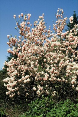 Magnolia soulangeana arbuste 50-80 cm