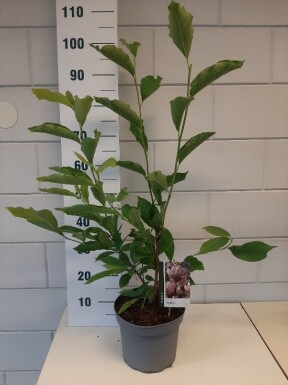 Magnolia soulangeana arbuste 50-80 cm