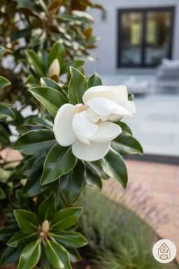 Magnolia grandiflora 'Little Gem' arbuste 60-80 cm