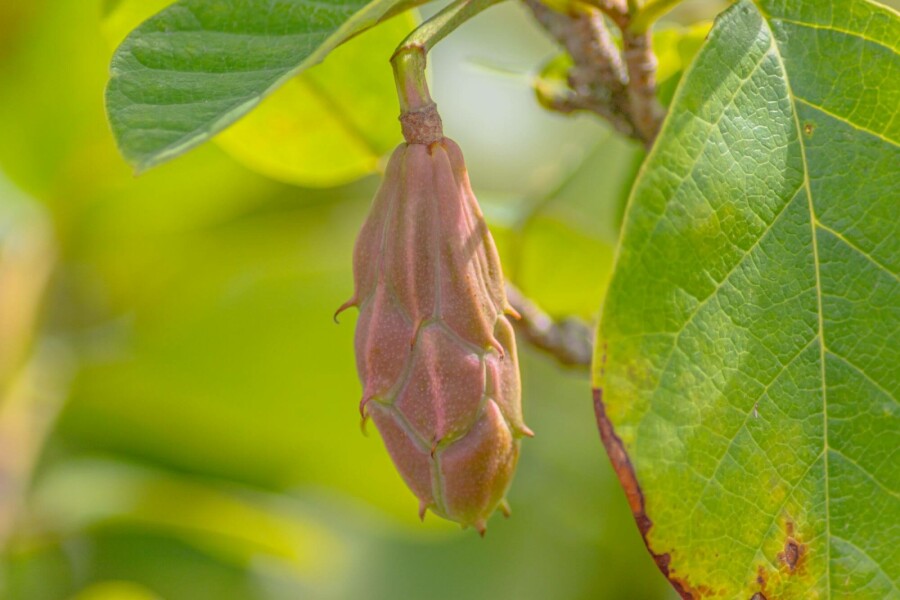 Magnolia de siebold Magnolia sieboldii arbuste 40-60 C3 Magnolia sieboldii arbuste 40-60 cm