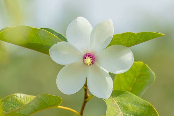 Magnolia de siebold Magnolia sieboldii arbuste 80-100 C12 Magnolia sieboldii arbuste 80-100 cm