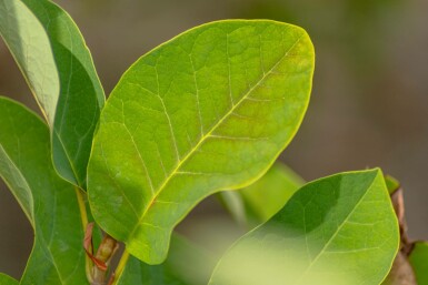 Magnolia de siebold Magnolia sieboldii arbuste 80-100 C12 Magnolia sieboldii arbuste 80-100 cm