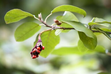 Magnolia de siebold Magnolia sieboldii arbuste 80-100 C12 Magnolia sieboldii arbuste 80-100 cm