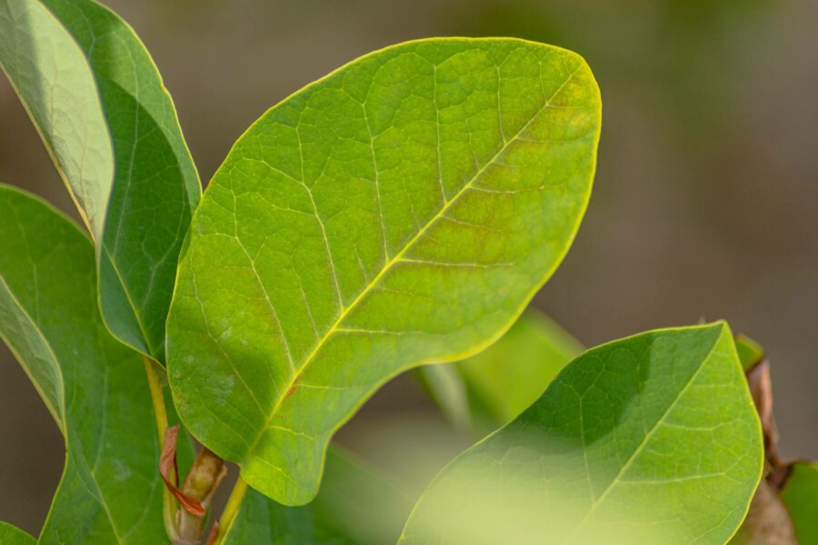 Magnolia de siebold Magnolia sieboldii arbuste 60-80 C7,5 Magnolia sieboldii arbuste 60-80 cm