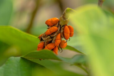 Magnolia de siebold Magnolia sieboldii arbuste 60-80 C7,5 Magnolia sieboldii arbuste 60-80 cm
