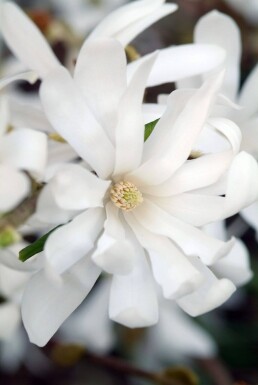 Magnolia stellata arbuste 60-80 cm