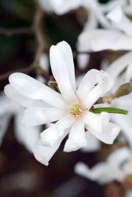 Magnolia stellata arbuste 60-80 cm