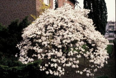 Magnolia stellata arbuste 60-80 cm