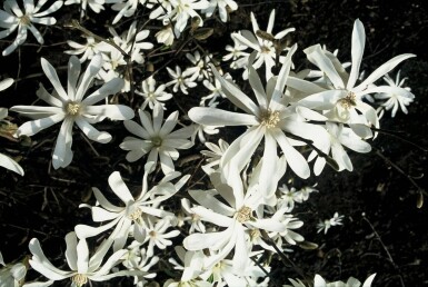 Magnolia stellata arbuste 60-80 cm