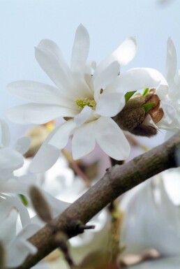 Magnolia stellata arbuste 60-80 cm