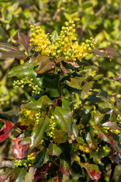 Mahonia à feuilles de houx Mahonia aquifolium arbuste 15-20 C2 Mahonia aquifolium arbuste 15-20 cm