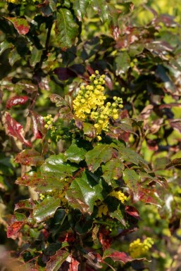 Mahonia à feuilles de houx Mahonia aquifolium arbuste 15-20 C2 Mahonia aquifolium arbuste 15-20 cm