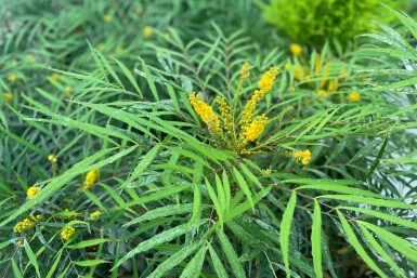 Mahonia de chine Mahonia eurybracteata 'Soft Caress' arbuste 25-30 C3 Mahonia eurybracteata 'Soft Caress' arbuste 25-30 cm