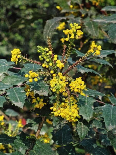 Mahonia Mahonia media 'Charity' arbuste 30-40 C3,5 Mahonia media 'Charity' arbuste 30-40 cm