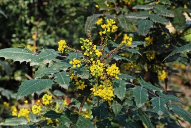 Mahonia Mahonia media 'Charity' arbuste 30-40 C3,5 Mahonia media 'Charity' arbuste 30-40 cm