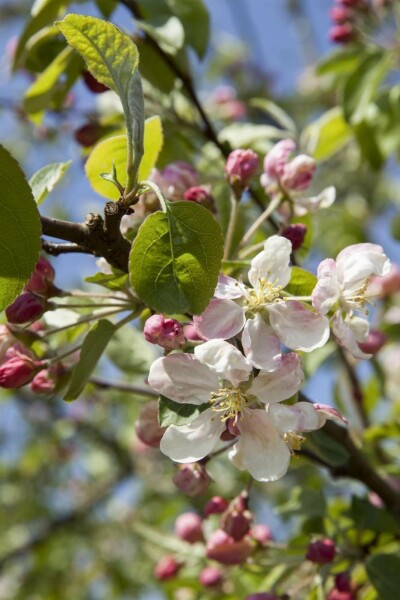Malus 'Evereste' C12 150-175