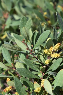 Myrte des marais Myrica gale arbuste 25-30 C3 Myrica gale arbuste 25-30 cm