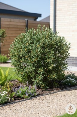 Myrica gale arbuste 40-60 cm