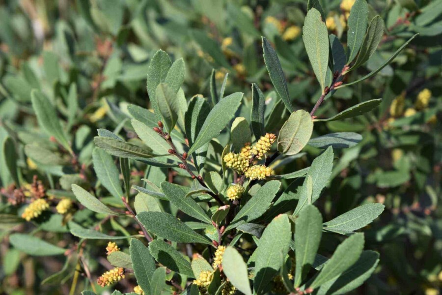 Myrte des marais Myrica gale arbuste 50-60 C12 Myrica gale arbuste 50-60 cm