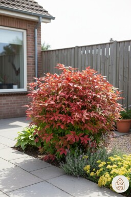 Nandina domestica 'Firepower' arbuste 35-40 cm