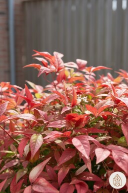 Nandina domestica 'Firepower' arbuste 35-40 cm