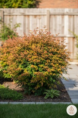 Nandina domestica 'Gulfstream' arbuste 25-30 cm