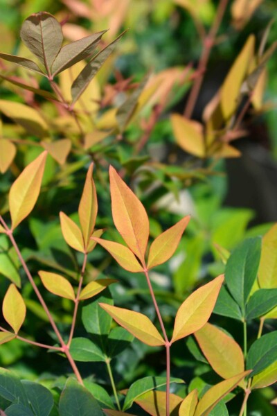 Bambou sacré Nandina domestica 'Gulfstream' arbuste 35-40 C5 Nandina domestica 'Gulfstream' arbuste 35-40 cm