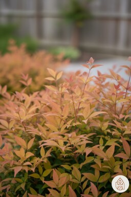 Nandina domestica 'Gulfstream' arbuste 35-40 cm