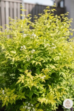 Nandina domestica 'Lemon and Lime' arbuste 25-35 cm
