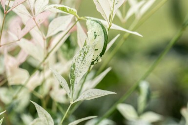 Nandina domestica 'Twilight' C20 50-60