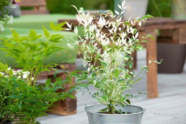 Bambou sacré Nandina domestica 'Twilight' arbuste 20-25 C2 Nandina domestica 'Twilight' arbuste 20-25 cm