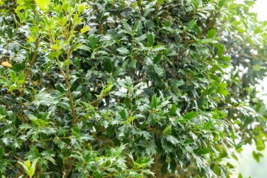 Faux houx Osmanthus heterophyllus arbuste 40-50 C3 Osmanthus heterophyllus arbuste 40-50 cm