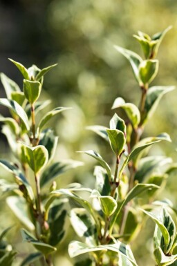 osmanthe hétérophylle Osmanthus heterophyllus 'Variegatus' arbuste Osmanthus heterophyllus 'Variegatus'