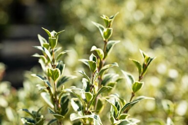 osmanthe hétérophylle Osmanthus heterophyllus 'Variegatus' arbuste Osmanthus heterophyllus 'Variegatus'