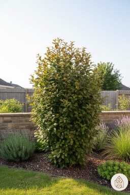 Parrotia persica 'Persian Spire' arbuste 80-100 cm
