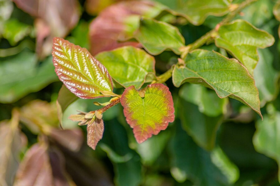 Parrotie de perse Parrotia persica 'Vanessa' arbuste 60-80 C7,5 Parrotia persica 'Vanessa' arbuste 60-80 cm