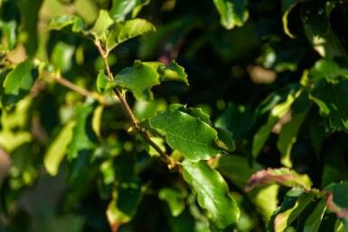 Parrotie de perse Parrotia persica 'Vanessa' arbuste 60-80 C7,5 Parrotia persica 'Vanessa' arbuste 60-80 cm