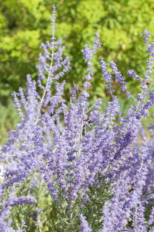 Perovskia Perovskia atriplicifolia 'Little Spire' arbuste 20-30 C2 Perovskia atriplicifolia 'Little Spire' arbuste 20-30 cm