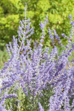 Perovskia Perovskia atriplicifolia 'Little Spire' arbuste 20-30 C2 Perovskia atriplicifolia 'Little Spire' arbuste 20-30 cm