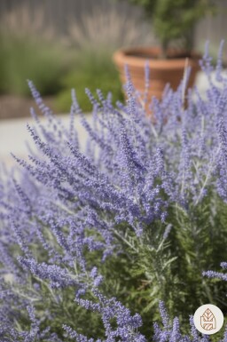 Perovskia atriplicifolia 'Little Spire' arbuste 20-30 cm