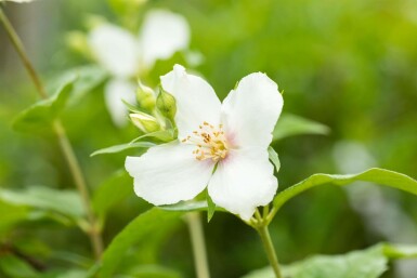 Seringat Philadelphus coronarius arbuste 40-60 C3 Philadelphus coronarius arbuste 40-60 cm